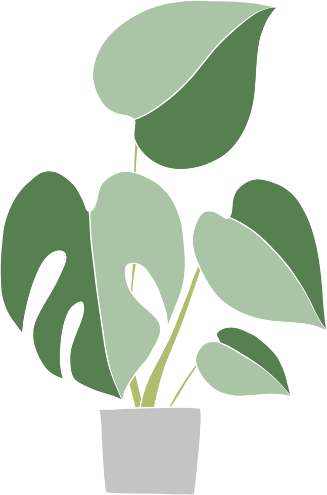 monstera plant freehand drawing flat design. png