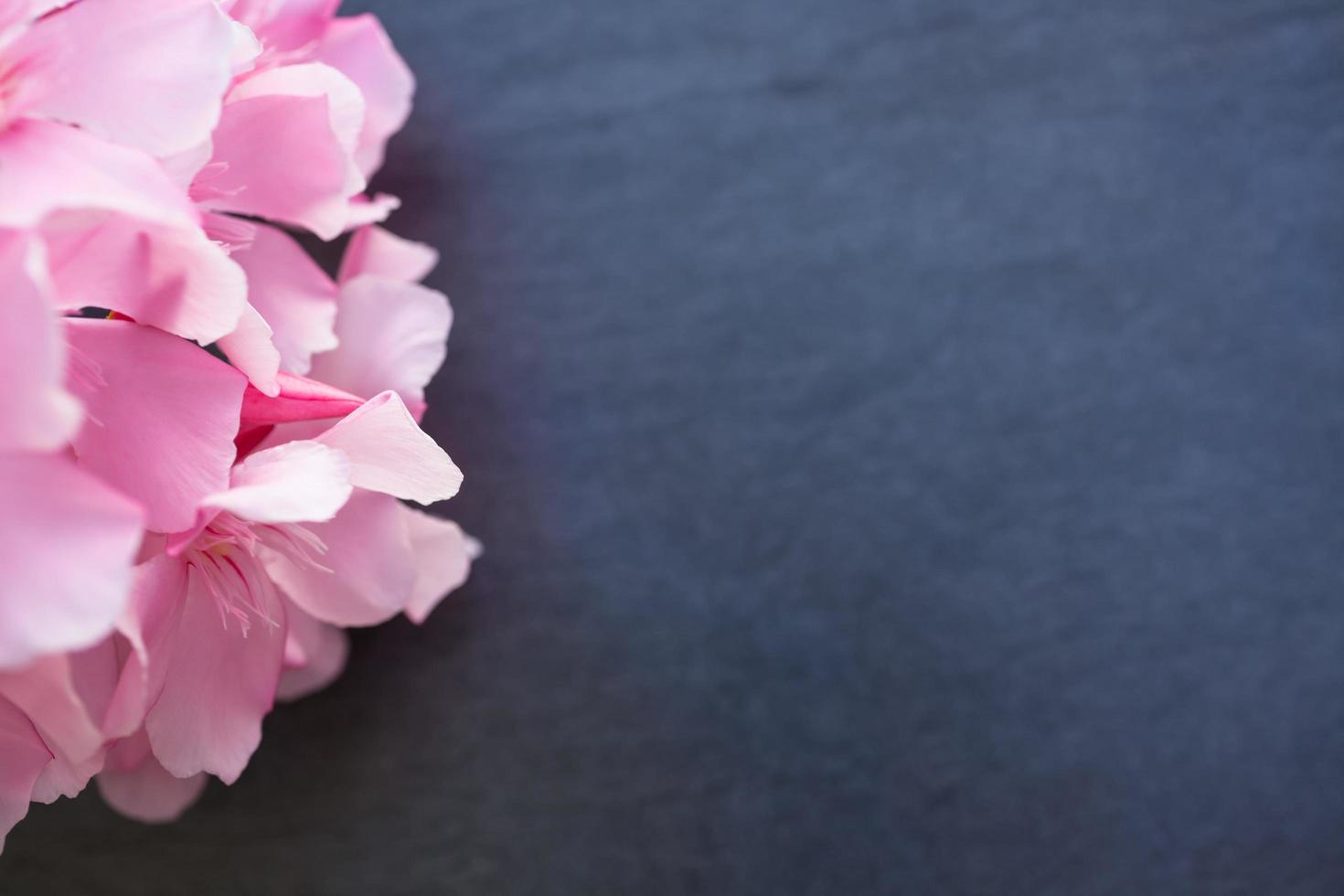 flores de adelfa rosa de cerca sobre fondo de piedra negra foto