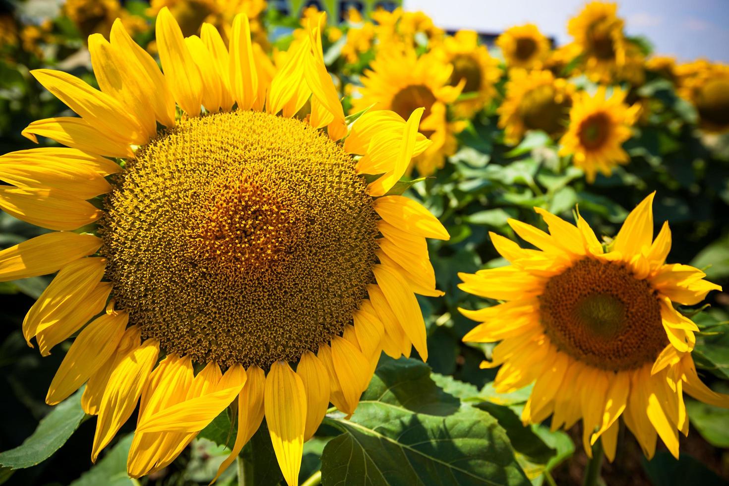 Sunflowers Field background photo