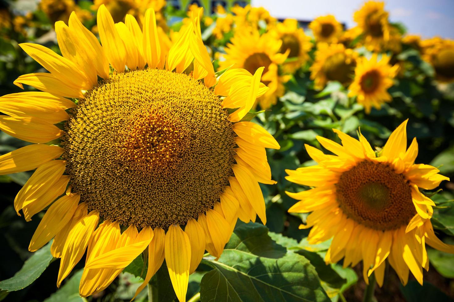 fondo de campo de girasoles foto