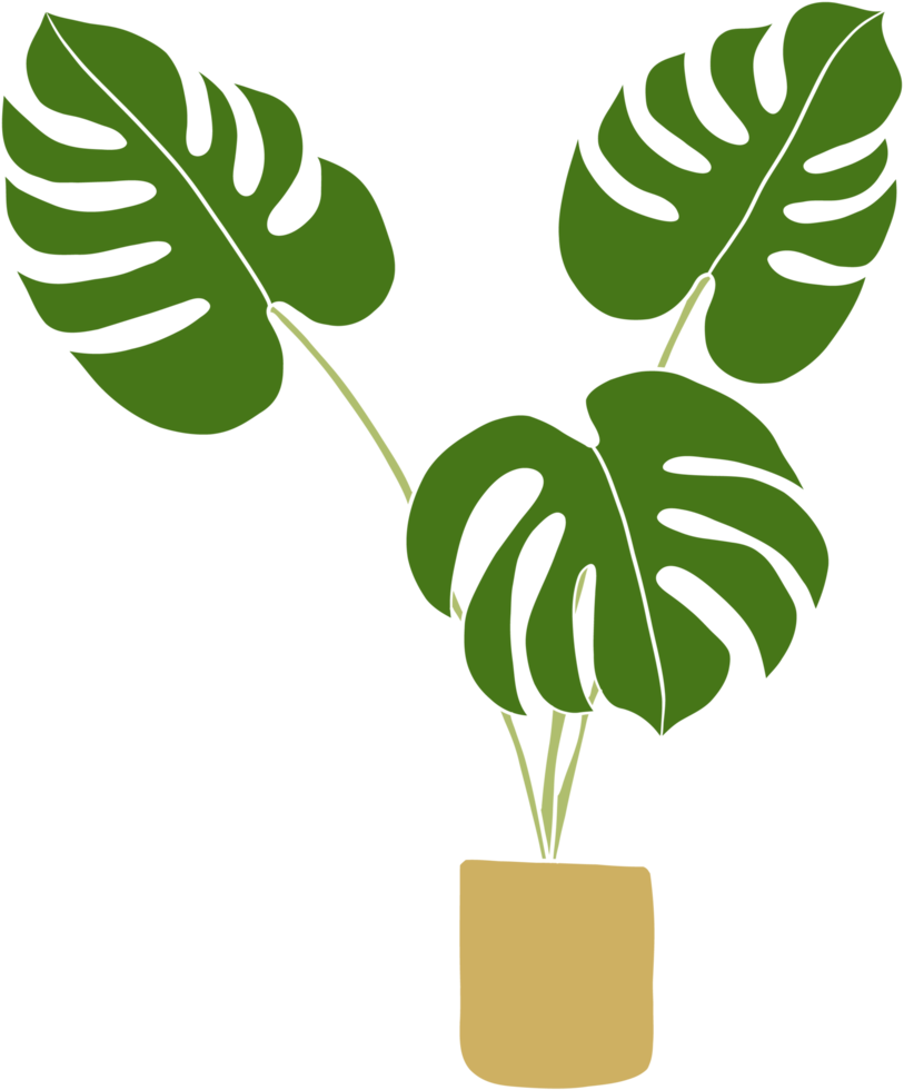 conception plate de dessin à main levée de plante de monstera. 15116715 PNG