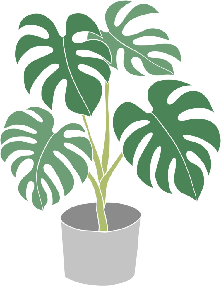 monstera plant freehand drawing flat design. png