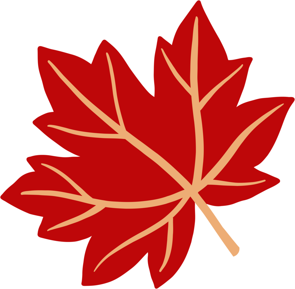 simplicity maple freehand drawing png