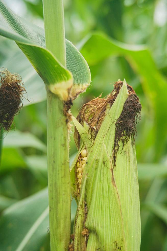 Corn plants affected by pests due to crop failure photo