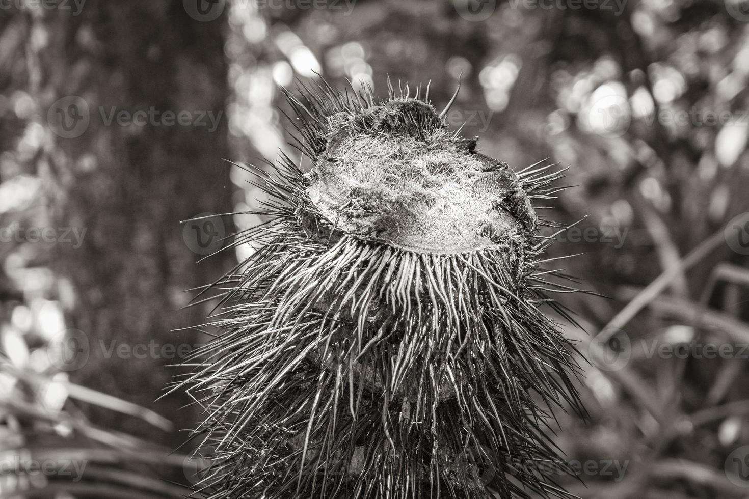 palmera en el bosque natural de la selva tropical ilha grande brasil. foto