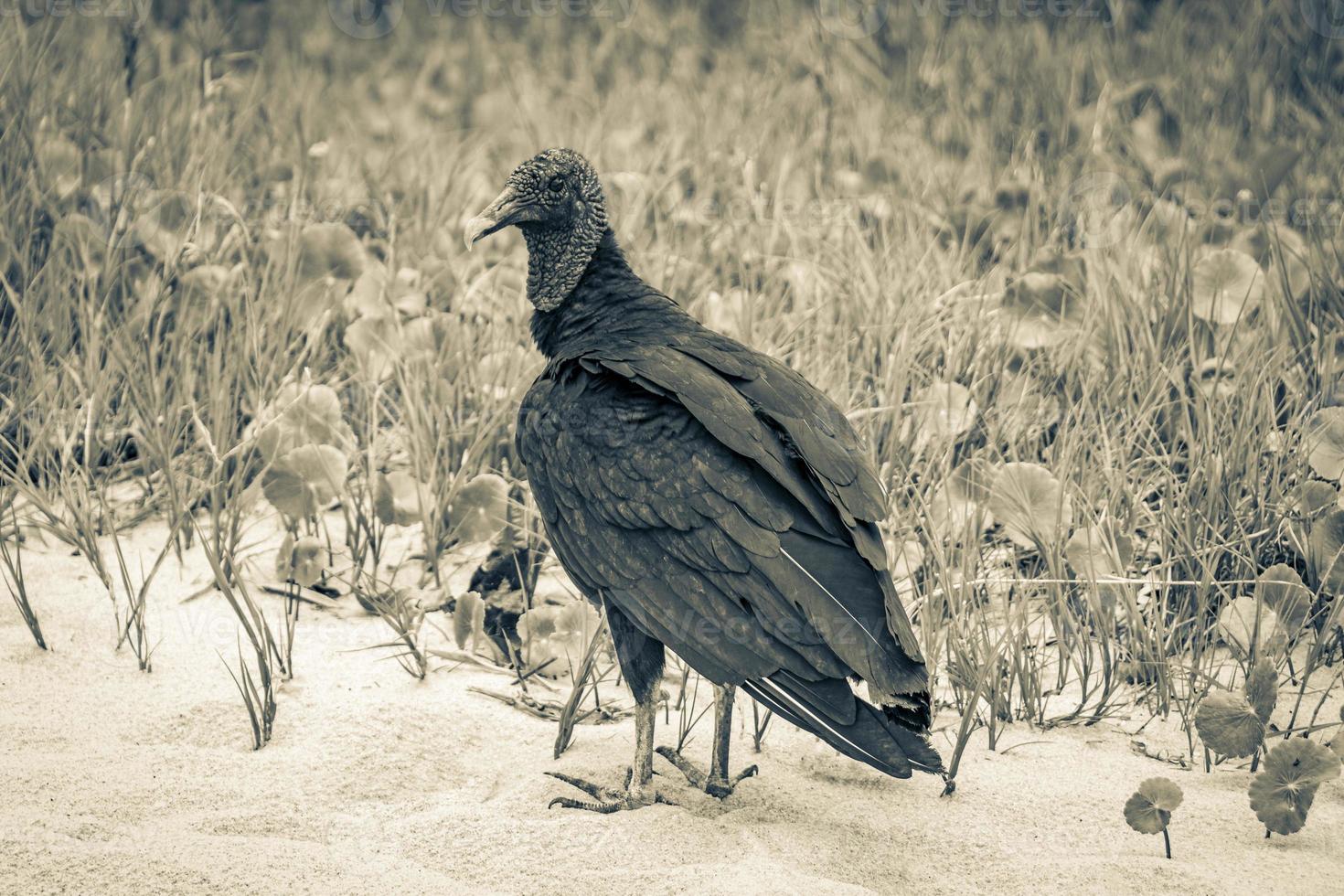 Tropical Black Vulture on Mangrove Pouso Beach Ilha Grande Brazil. photo