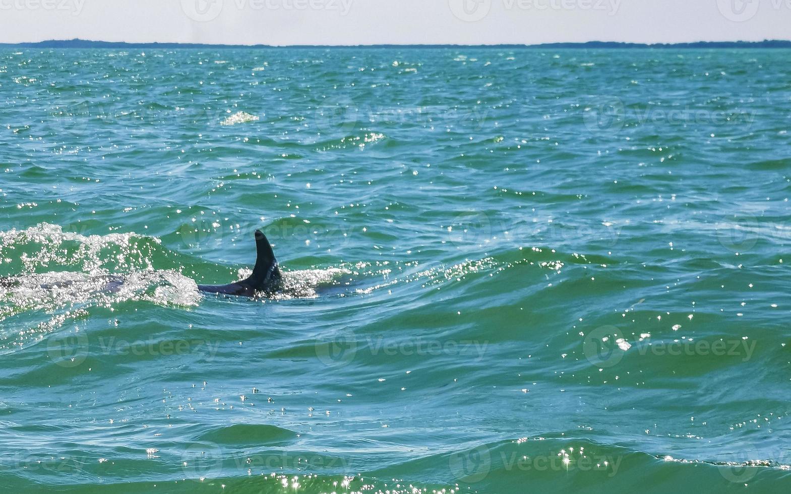 Dolphins swimming in the water off Holbox Island Mexico. photo