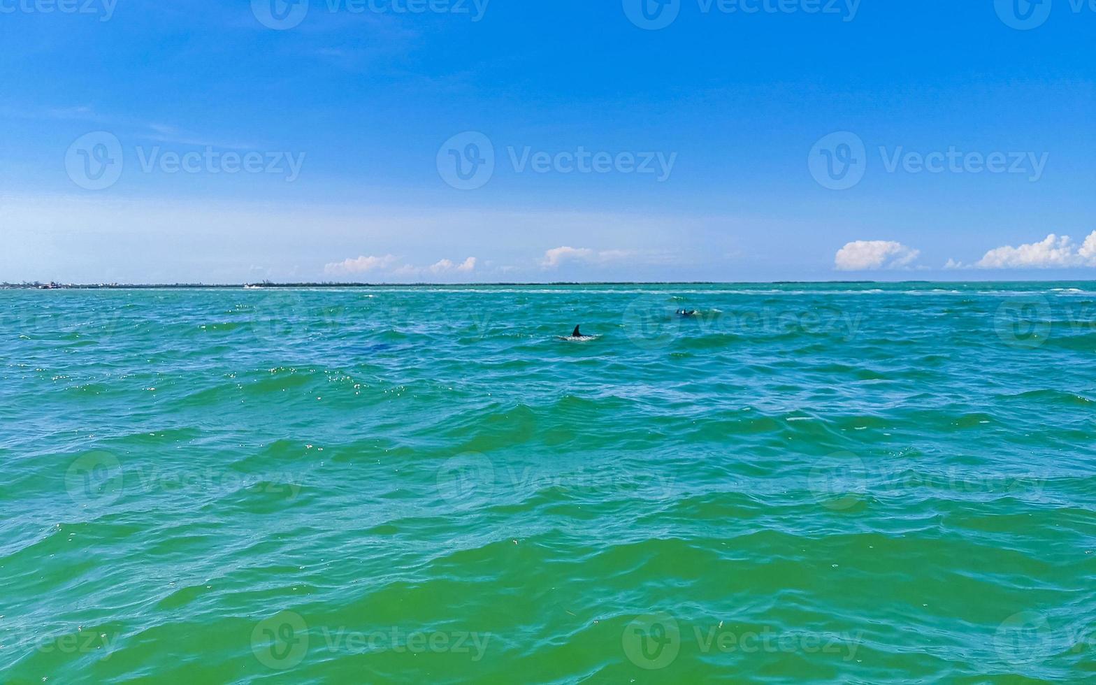 Dolphins swimming in the water off Holbox Island Mexico. photo