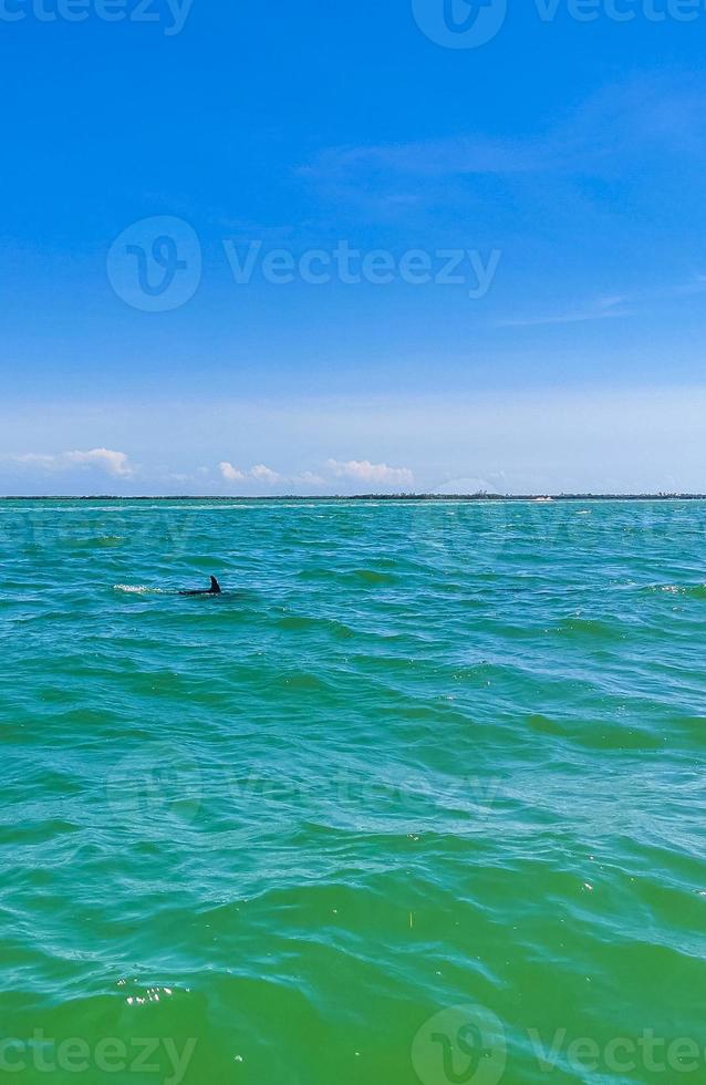 Dolphins swimming in the water off Holbox Island Mexico. photo