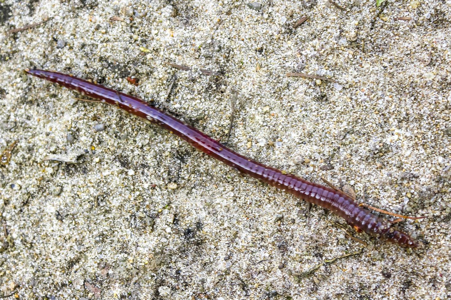Creeping long red worm in Pipinsburg Germany. photo