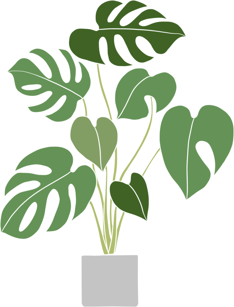 monstera plant freehand drawing flat design. png