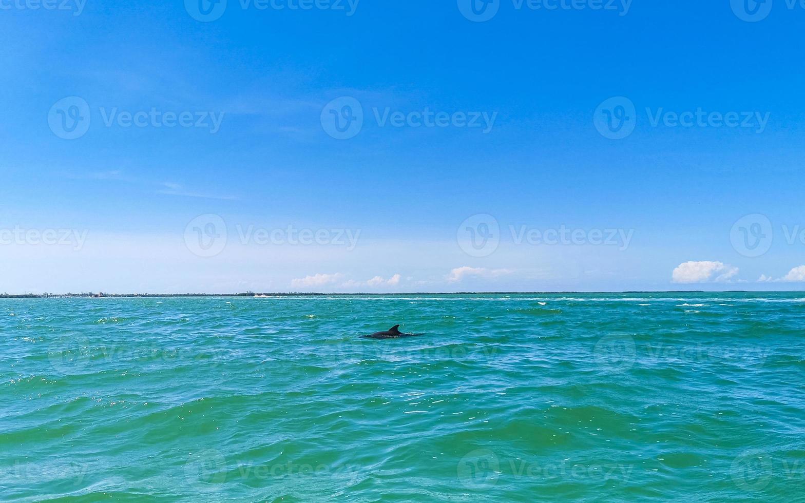 delfines nadando en el agua de la isla holbox mexico. foto