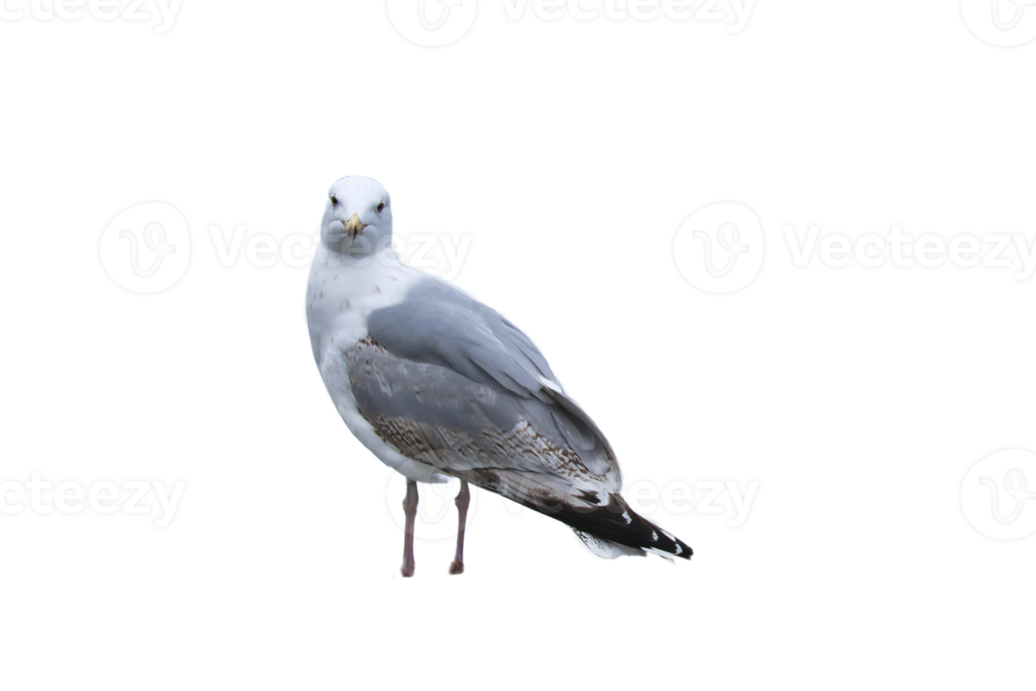 Seagull transparently cropped. Seabird, for installation and further processing in images png