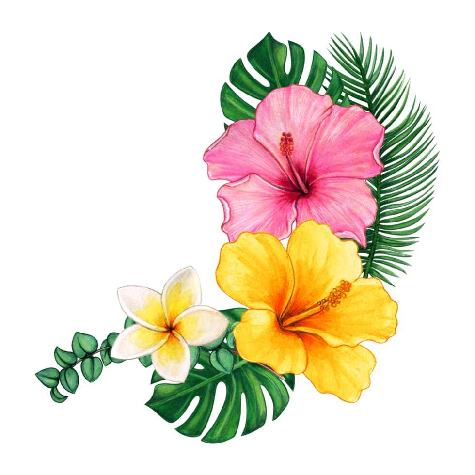 Free acuarela flores tropicales 15118011 PNG with Transparent Background