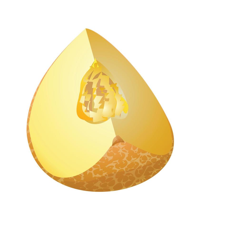 vector de dibujos animados de icono de melón oriental. fruta amarilla