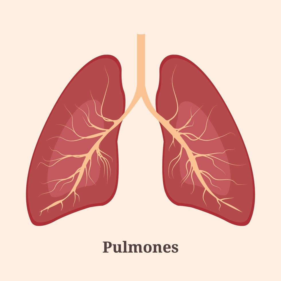 Icon, banner, poster, flat illustration with human lungs and Pulmones text vector