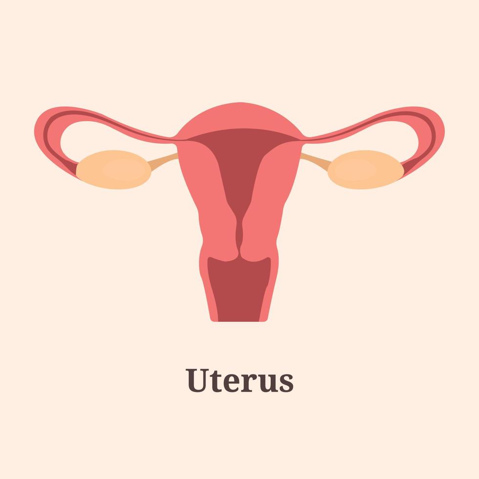 Icon, banner, poster, flat illustration with human uterus and text Uterus vector