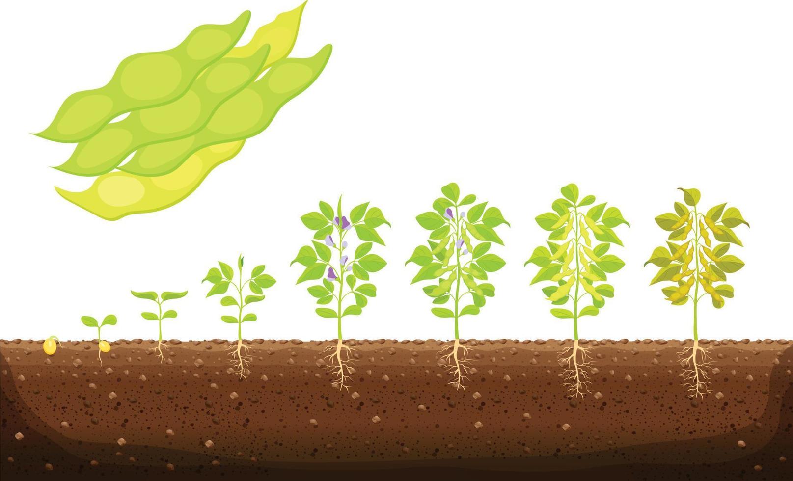 Infografía de las etapas de crecimiento de la planta de soja. etapas de crecimiento de soja, cultivo de hortalizas de soja. el proceso de crecimiento de la soja desde las semillas y los brotes hasta la soja madura, el ciclo de vida del vector vegetal