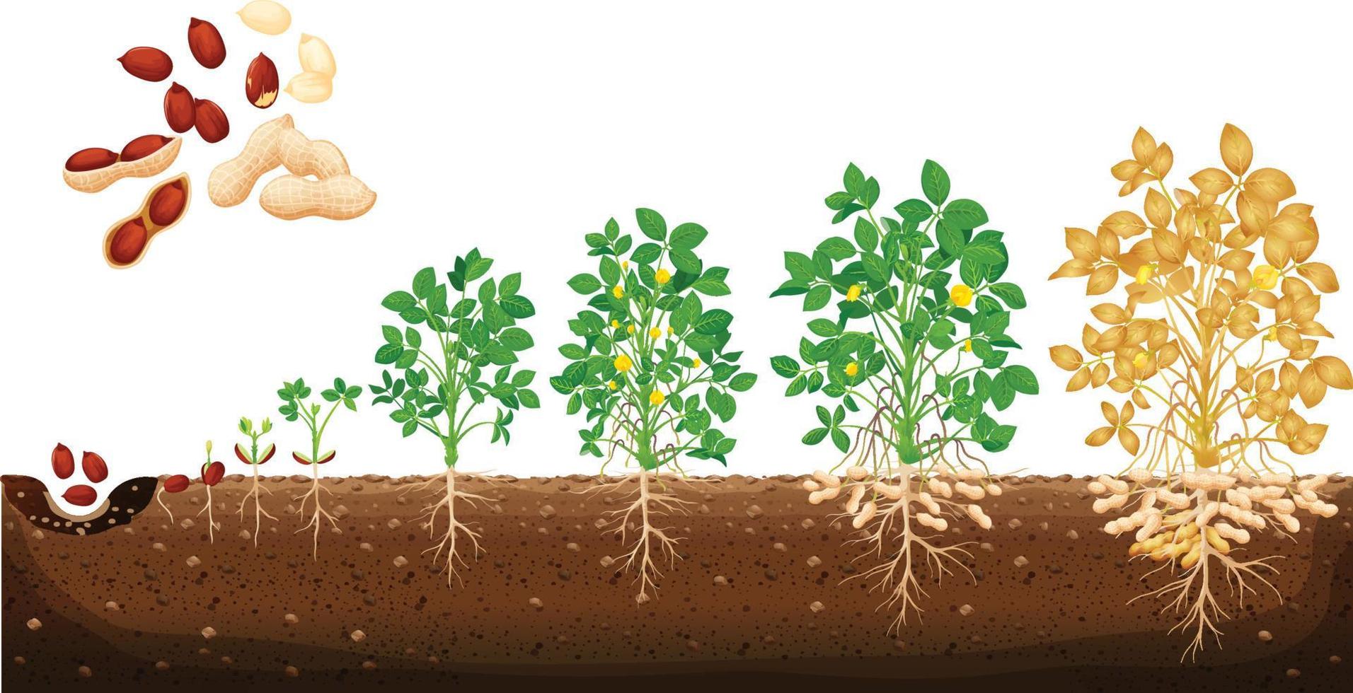 Ilustración de vector de etapas de crecimiento de maní en diseño plano. un ciclo de crecimiento de una planta de un maní. etapas de crecimiento de maní, línea de tiempo de maní vectorial. línea de tiempo de grano, plántula y planta grande.