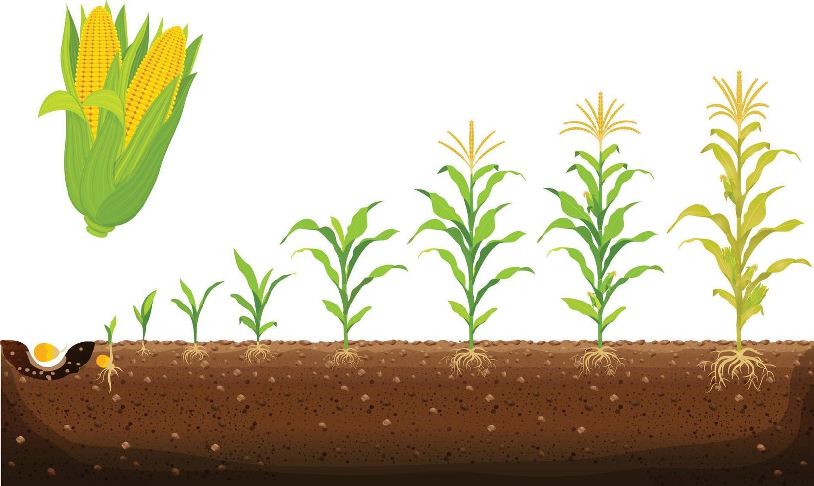 The cycle of growth of corn. Corn growing stages vector illustration in flat design. Planting process of the corn plant. Seed germination, root formation, shoots with leaves, and the harvesting stage