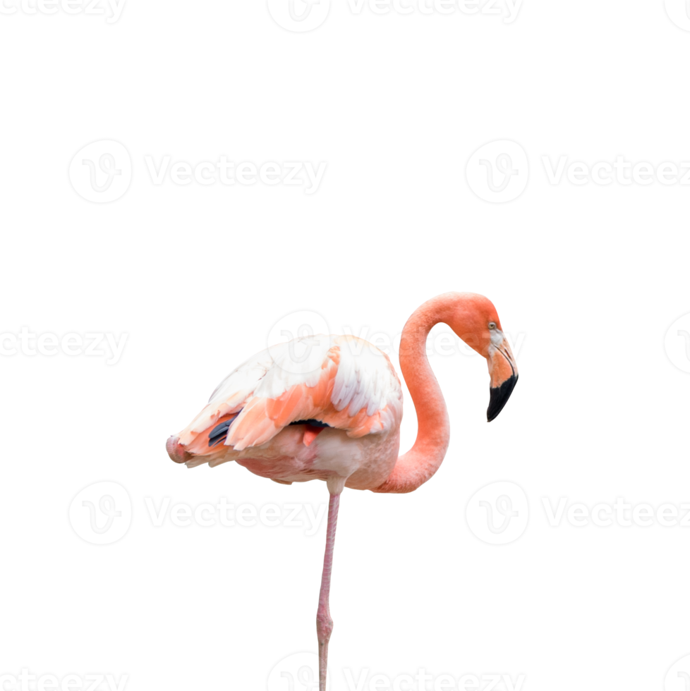 Flamingo stands isolated png