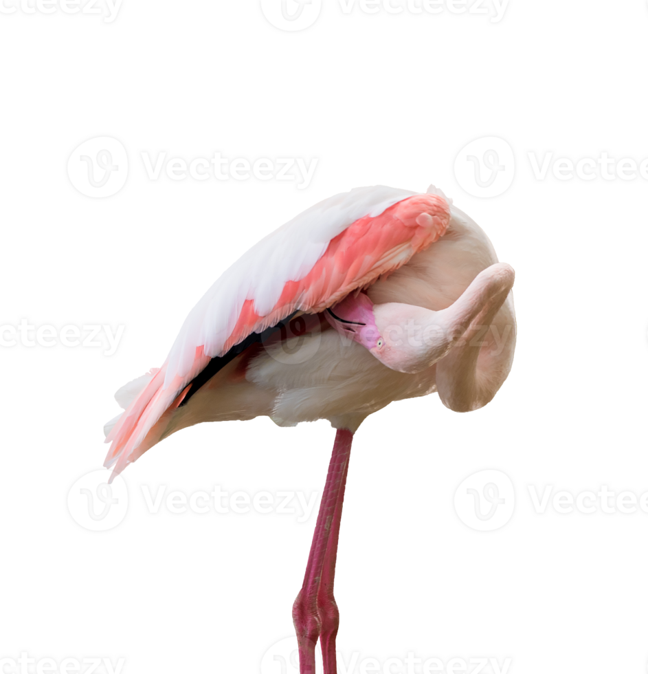 Flamingo stands isolated png