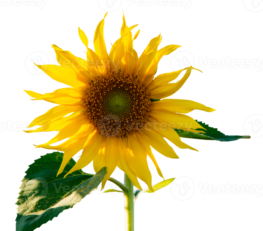 Sunflower flower isolated png