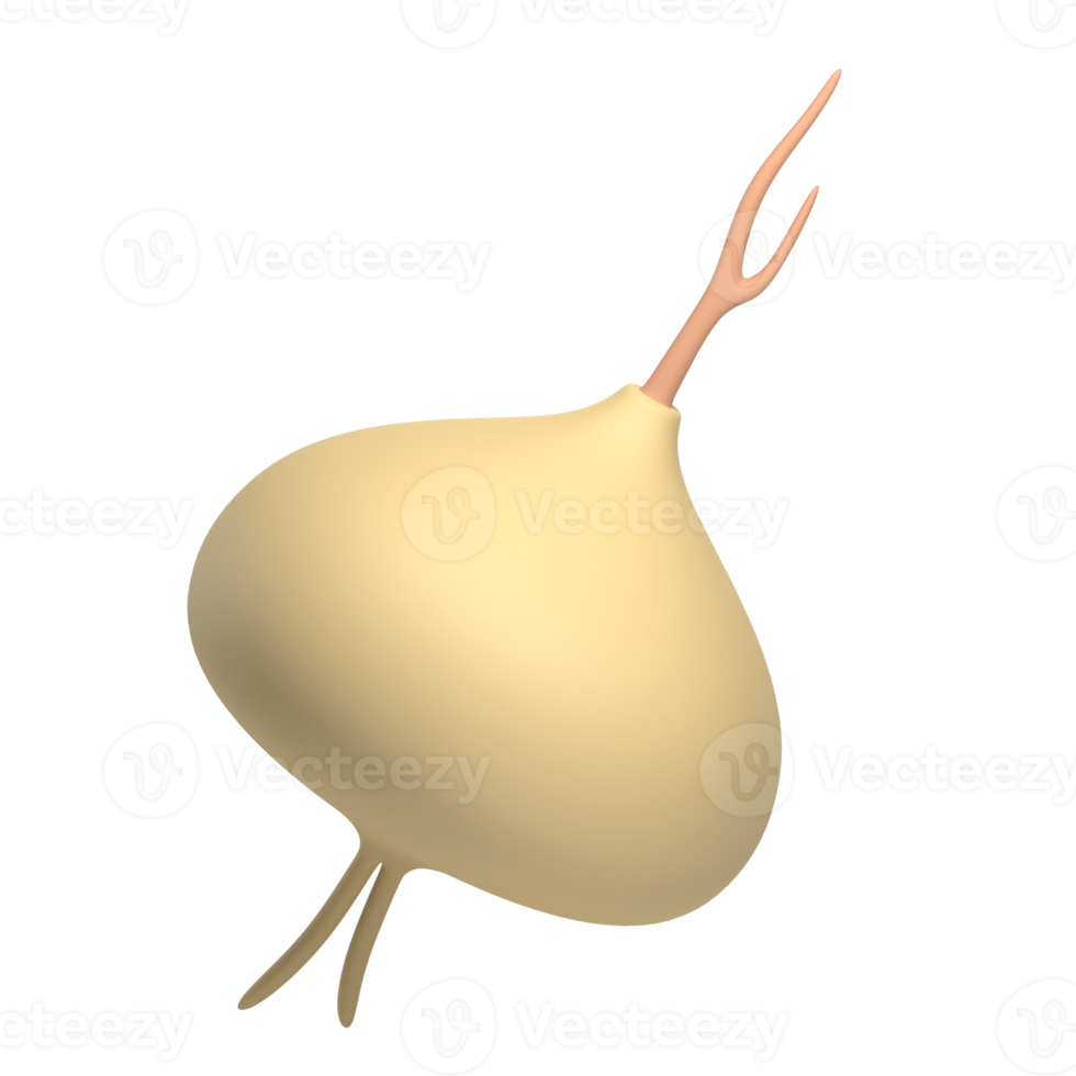 yam bean 3d icon png