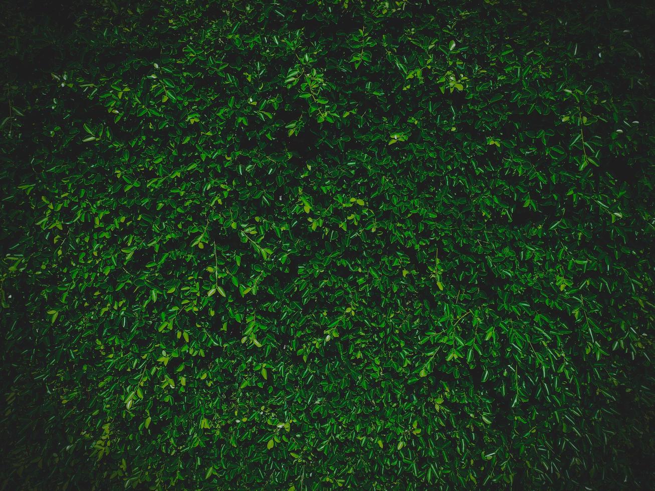 fondo de pared natural de hojas verdes con viñetas foto