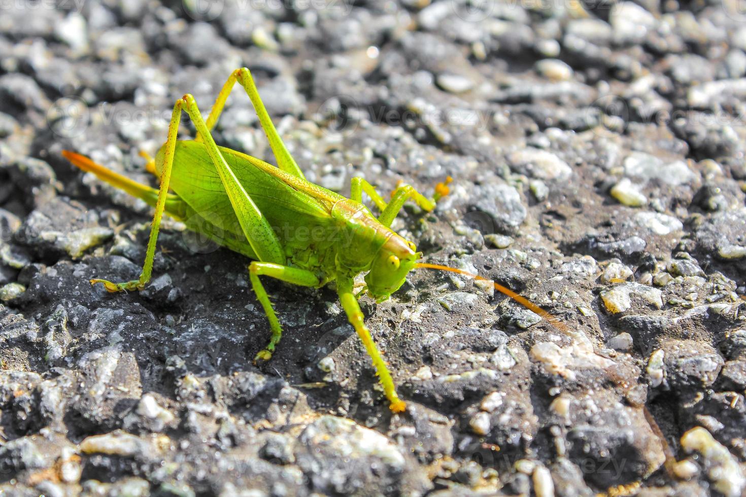 Huge big green grasshopper insect crawling on ground grass Germany. photo