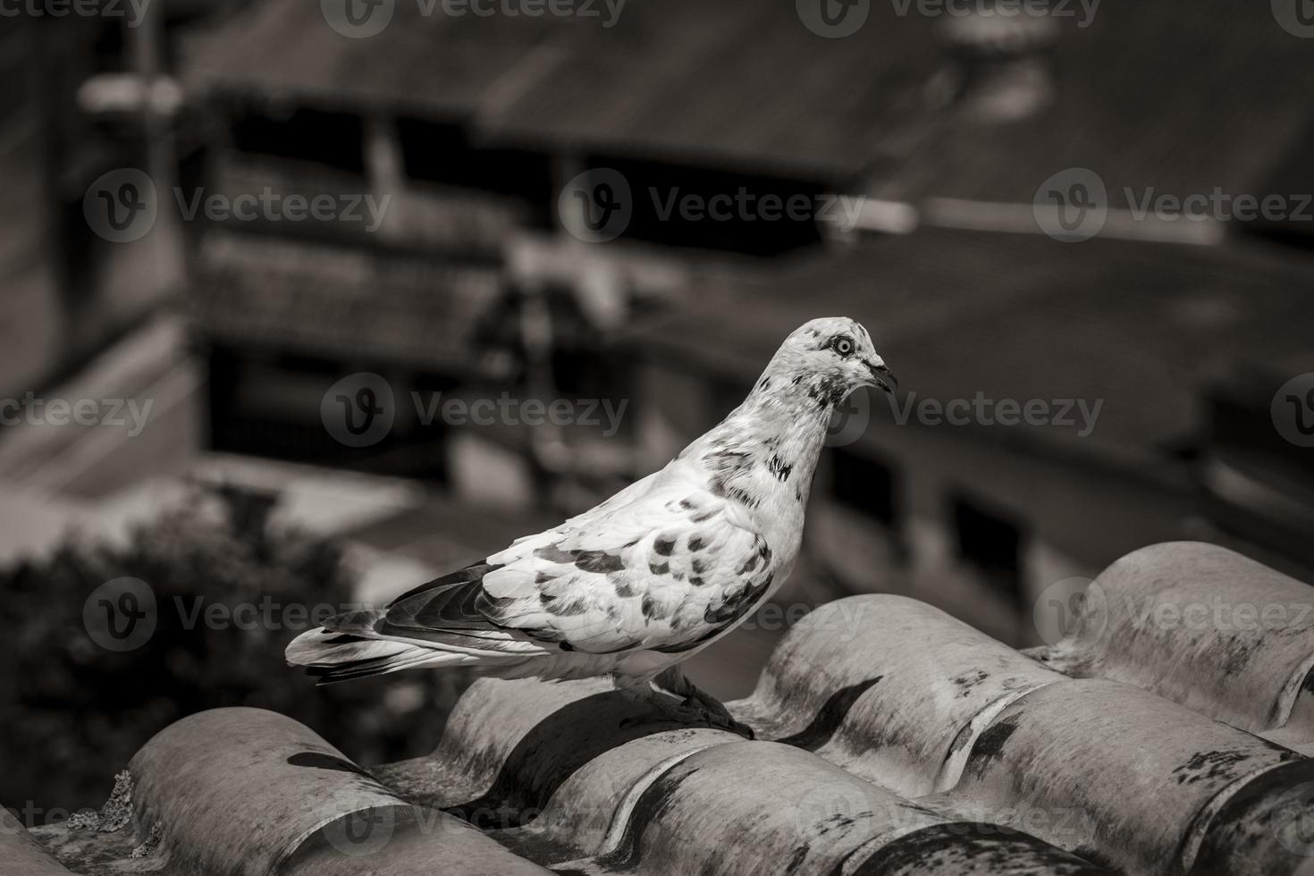 White pigeon on the roof in Angra dos Reis Brazil. photo