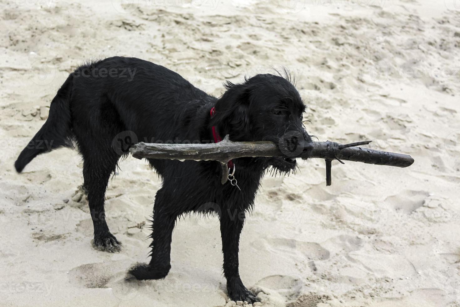 Black dog playing with sticks on beach sand in Germany. photo