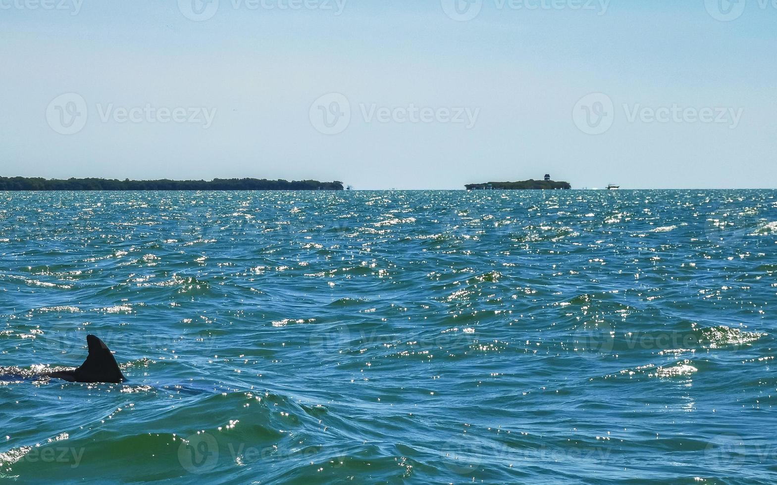 Dolphins swimming in the water off Holbox Island Mexico. photo