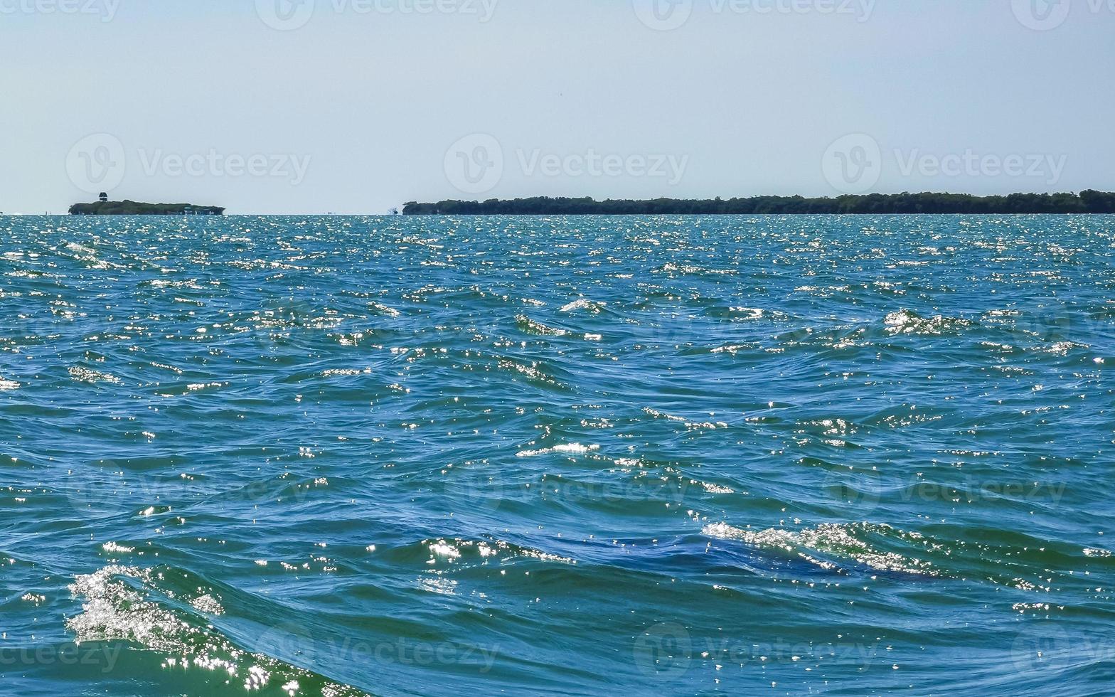 Dolphins swimming in the water off Holbox Island Mexico. photo