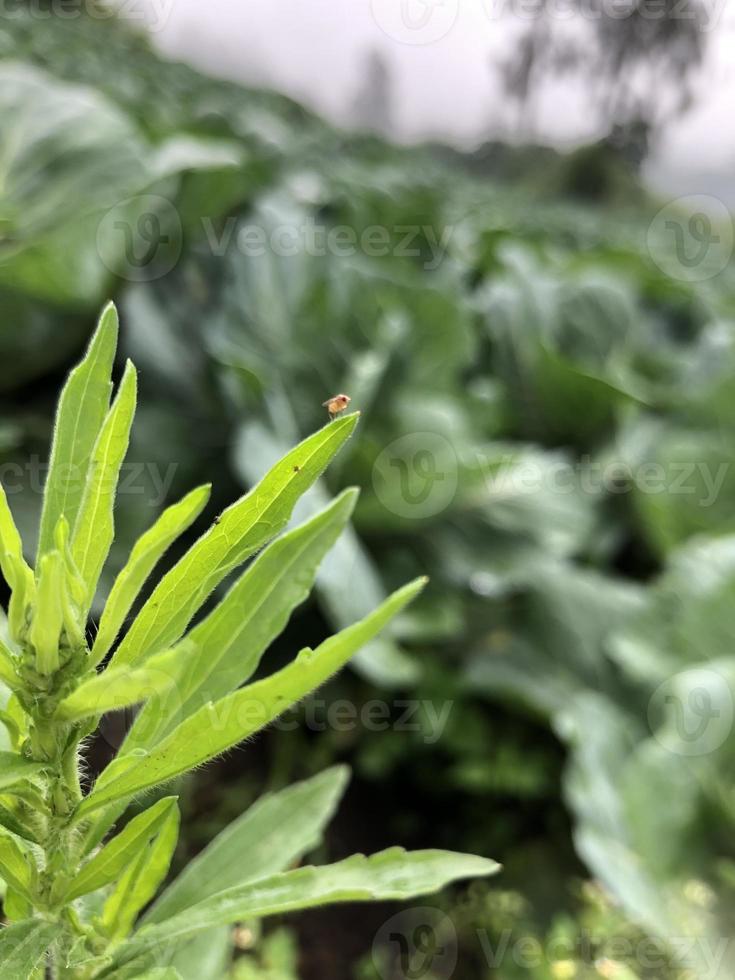 The natural atmosphere in a vegetable plantation in the highlands photo