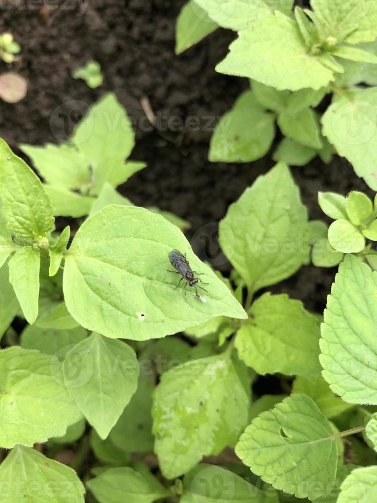 small insect animal on green leaf in plantation photo