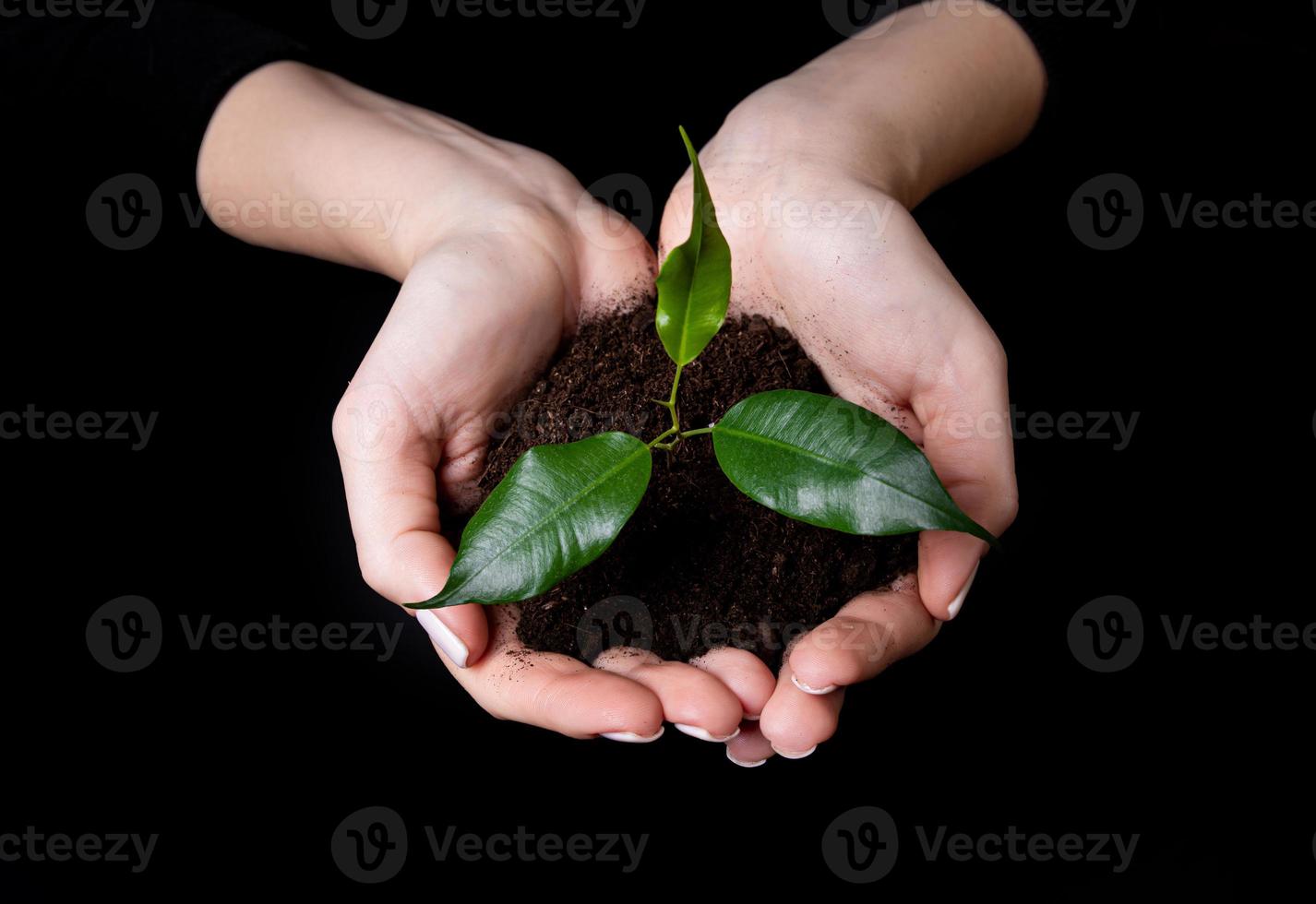 Young small sprout for planting in the ground in the hands, two hands holding for a young green plant, planting tree, love nature, save the world, ecology, environmental protection photo