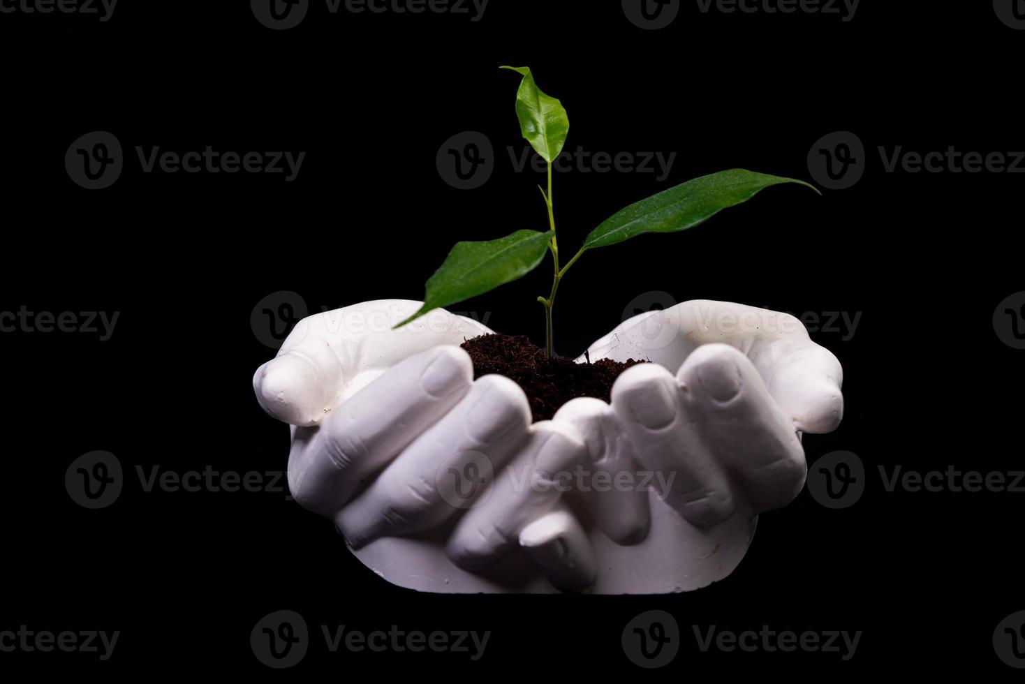 Young small sprout for planting in the ground in the hands, two hands holding for a young green plant, planting tree, love nature, save the world, ecology, environmental protection photo