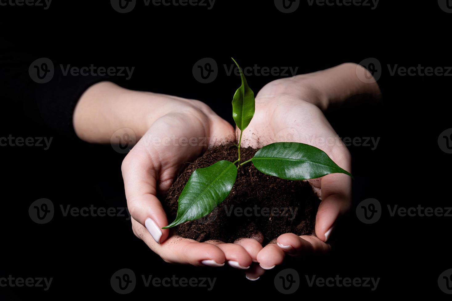 pequeño brote joven para plantar en el suelo en las manos, dos manos sosteniendo una planta verde joven, plantar árboles, amar la naturaleza, salvar el mundo, ecología, protección ambiental foto