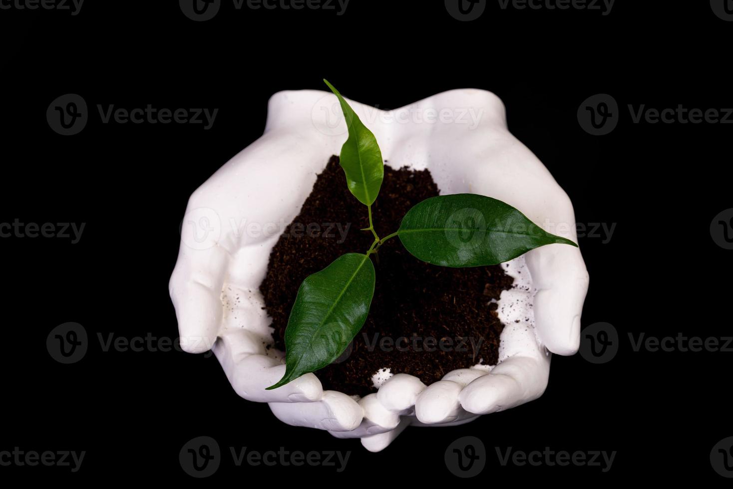 Young small sprout for planting in the ground in the hands, two hands holding for a young green plant, planting tree, love nature, save the world, ecology, environmental protection photo