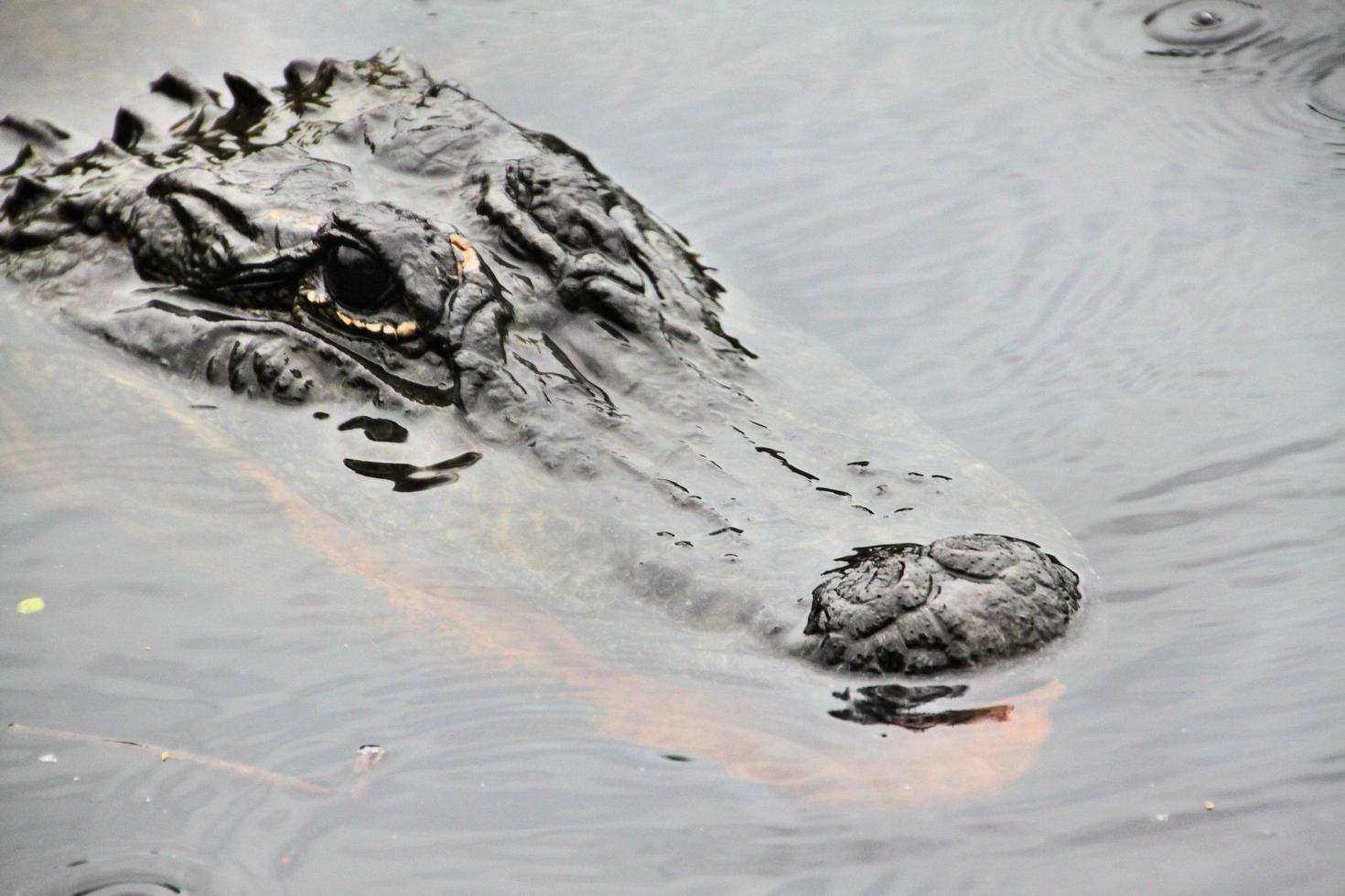 A view of an Aligator photo