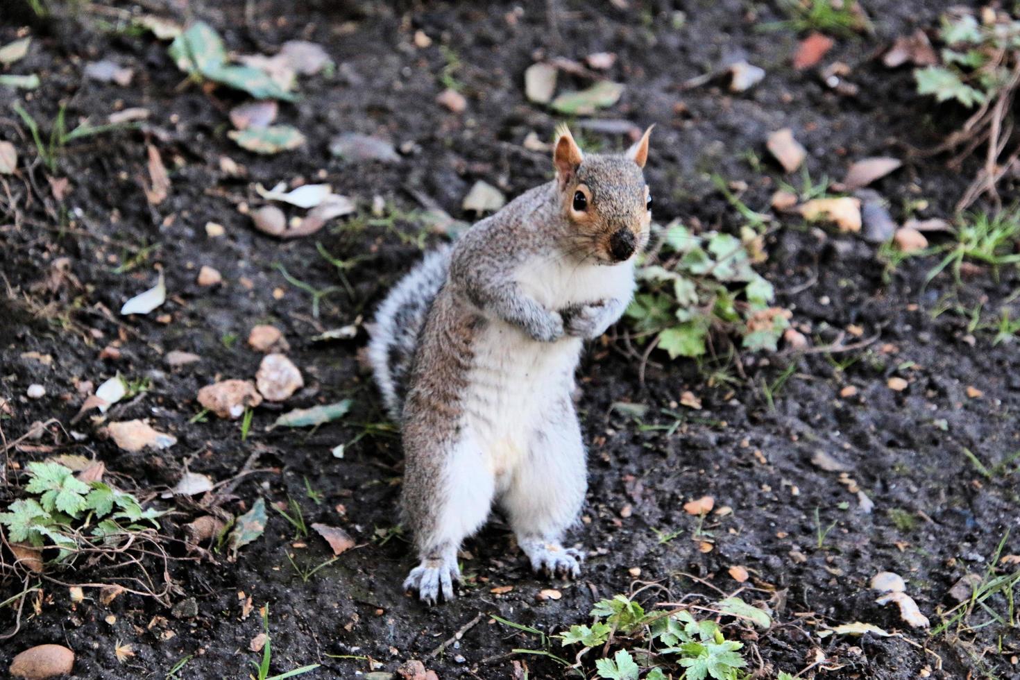 A view of a Grey Squirrel photo