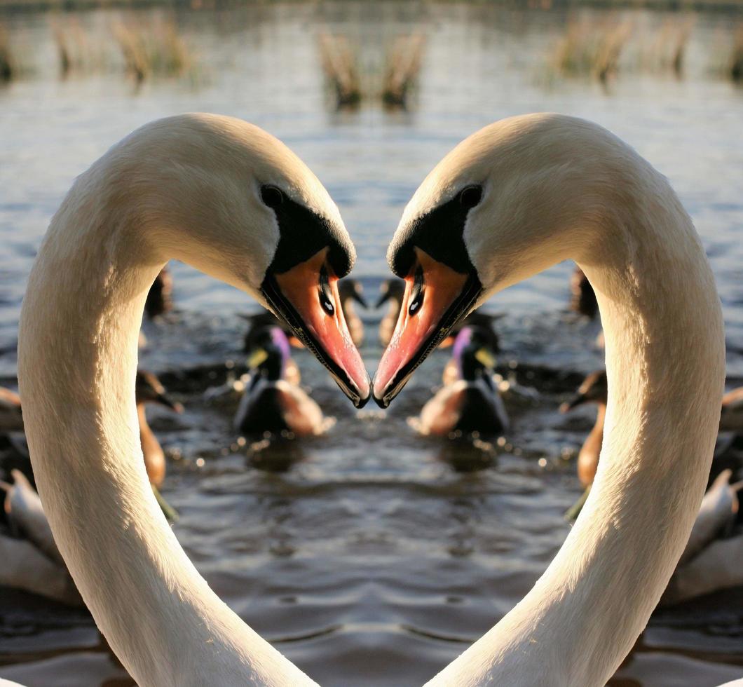 A view of a Mute Swan photo