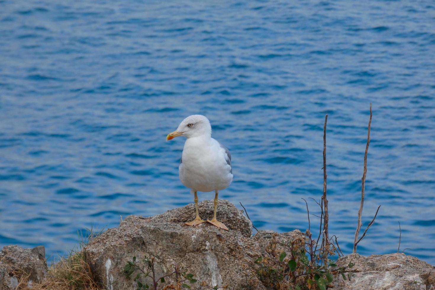 Wild seagulls in nature along the cliffs of the Catalan Costa Brava, Mediterranean, Spain. photo