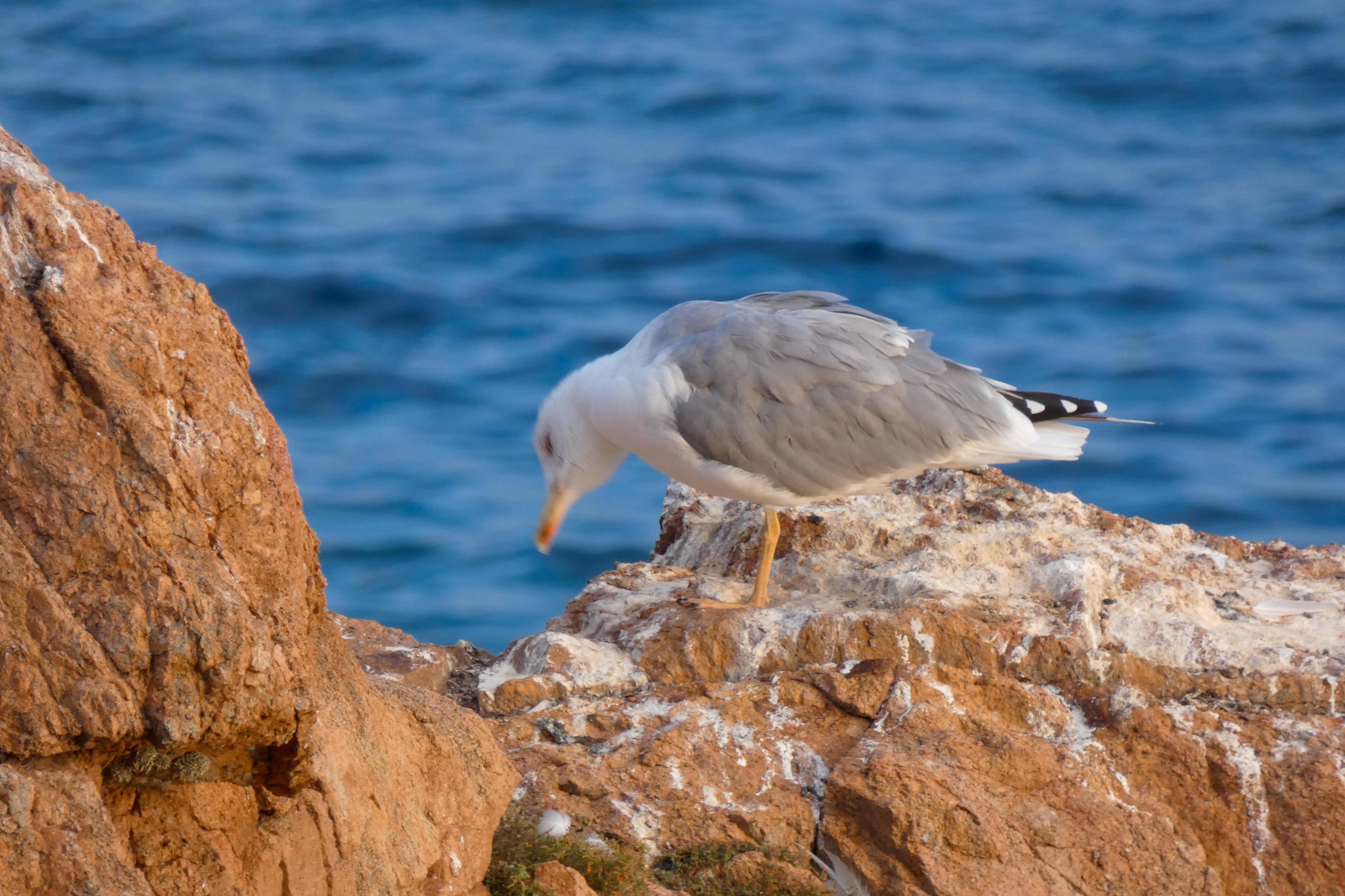 gaviotas salvajes en la naturaleza a lo largo de los acantilados de la
