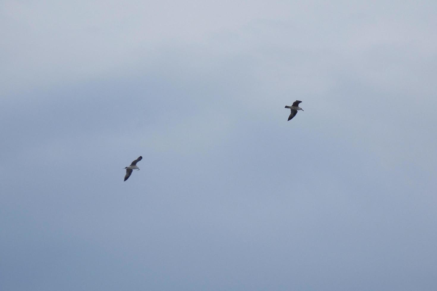 gaviotas salvajes en la naturaleza a lo largo de los acantilados de la costa brava catalana, mediterráneo, españa. foto