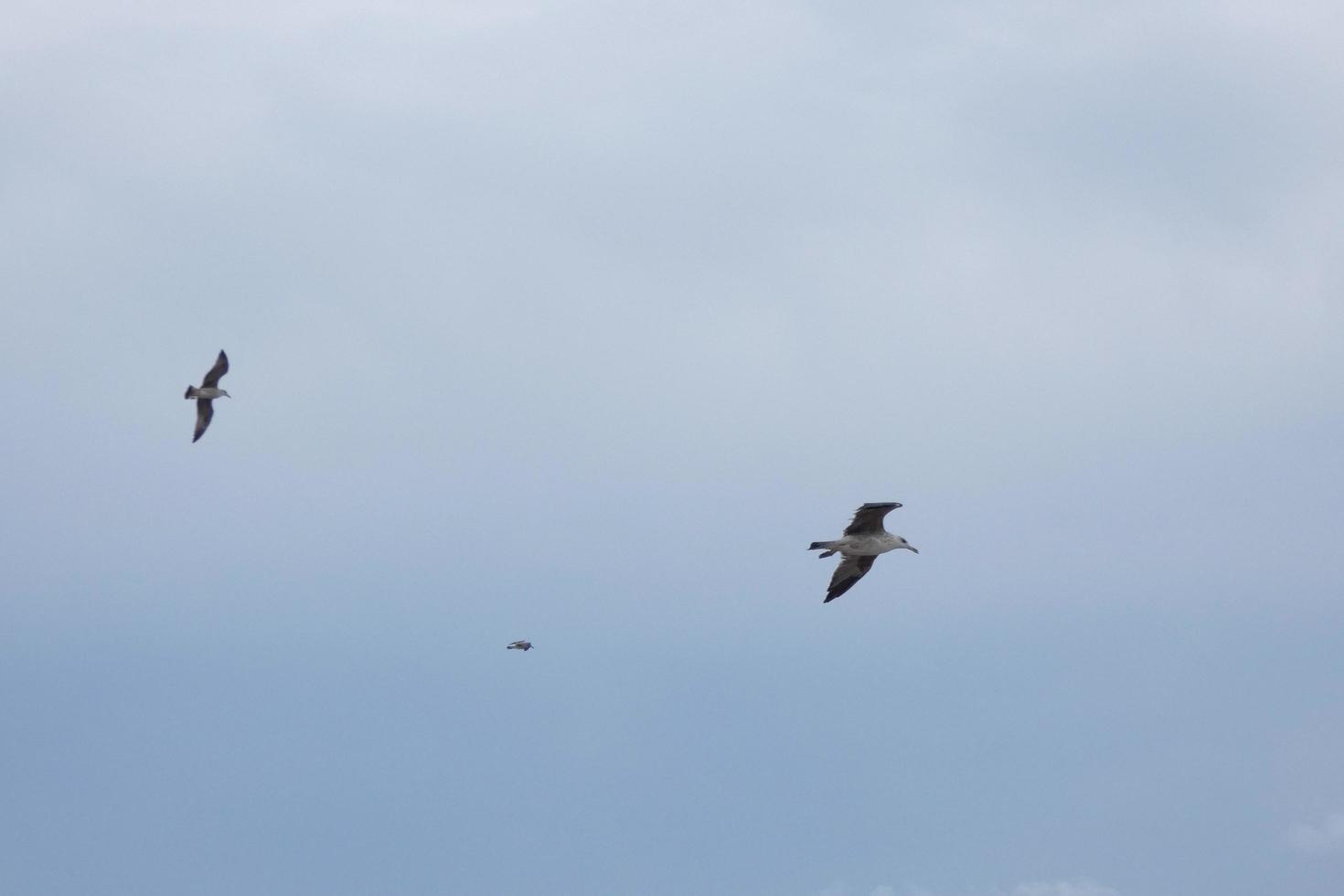 Wild seagulls in nature along the cliffs of the Catalan Costa Brava, Mediterranean, Spain. photo