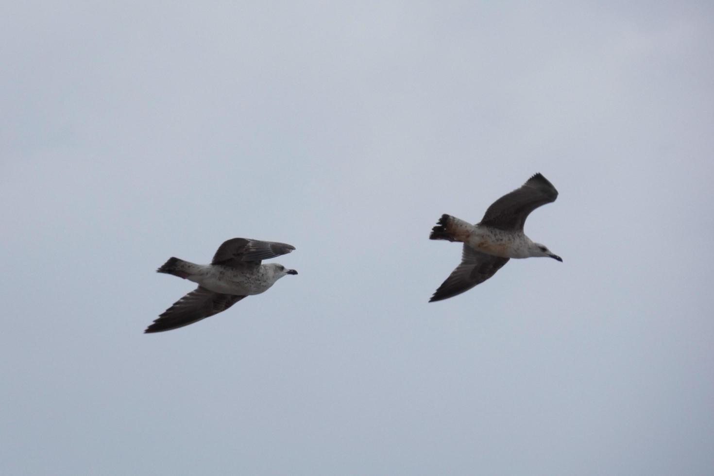 Wild seagulls in nature along the cliffs of the Catalan Costa Brava, Mediterranean, Spain. photo