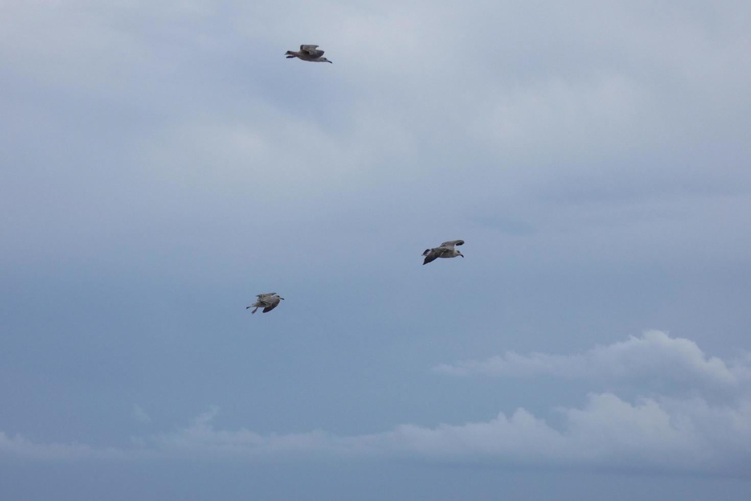 Wild seagulls in nature along the cliffs of the Catalan Costa Brava, Mediterranean, Spain. photo