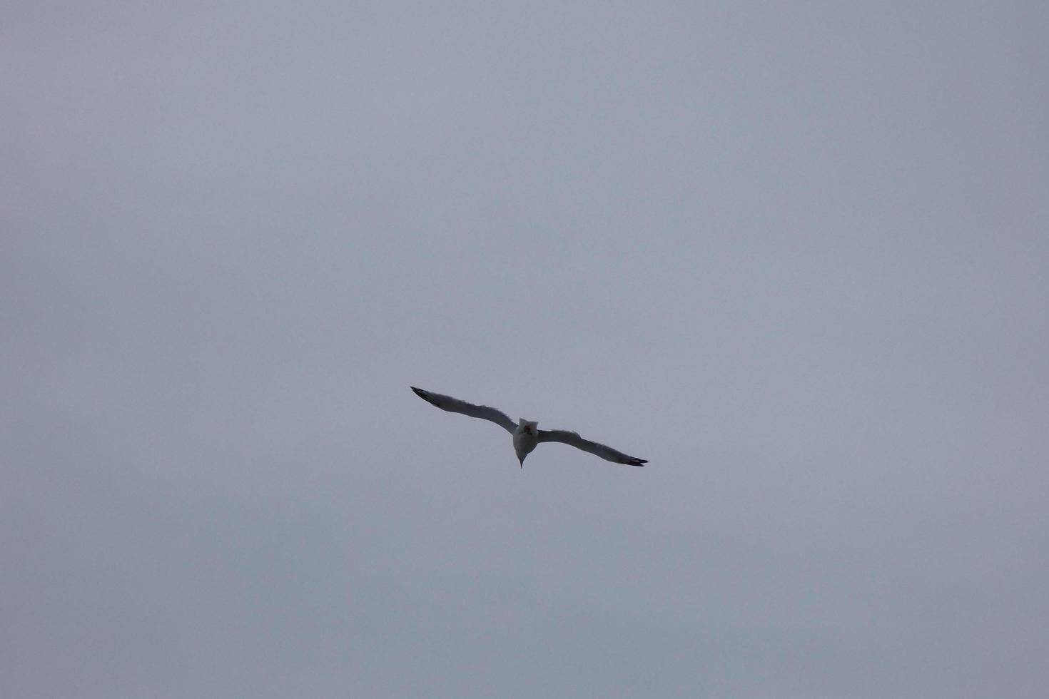 Wild seagulls in nature along the cliffs of the Catalan Costa Brava, Mediterranean, Spain. photo